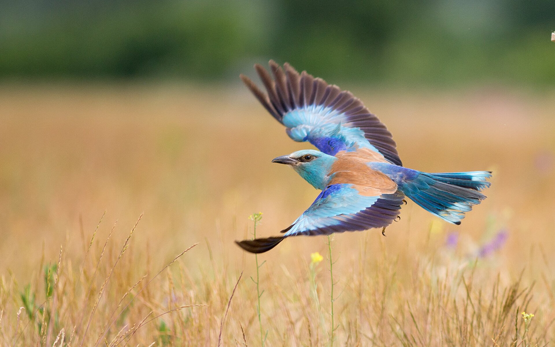年度焦点之战，山西队狂飙突进，彻底打穿国王队！