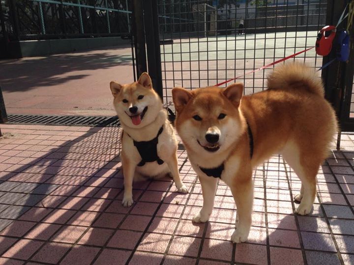 莱万个人能力撕裂南半球防线！友谊赛闪耀见证巨星绝对统治