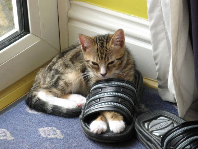 文班亚马压力下狂飙爆发，湖人队轻松收割吉林队