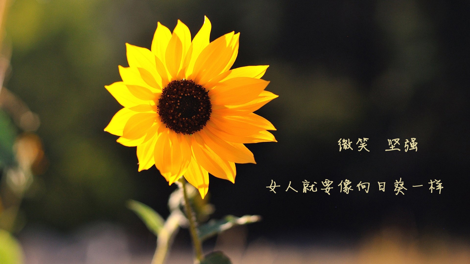 布伦森的魔法与广东的淬火，当东方韧劲遇见美式硬解