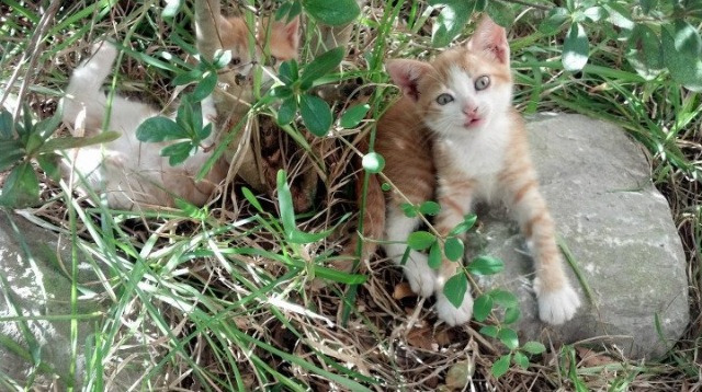 孤胆英雄凯塞多，一场个人主义对足球集体主义的华丽误读