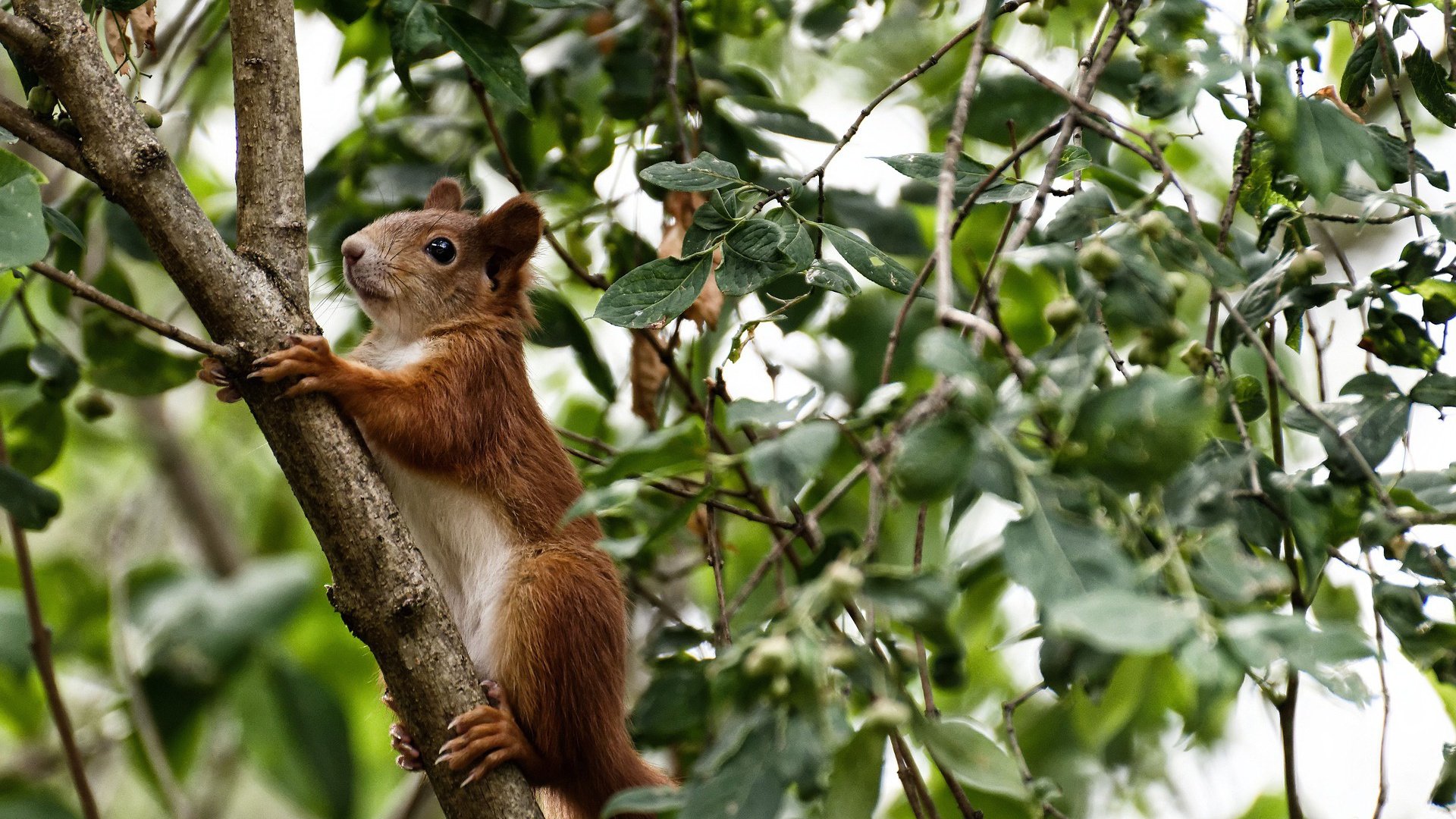 末节19分撕裂紫金防线,莫兰特关键时刻助雷霆碾压湖人