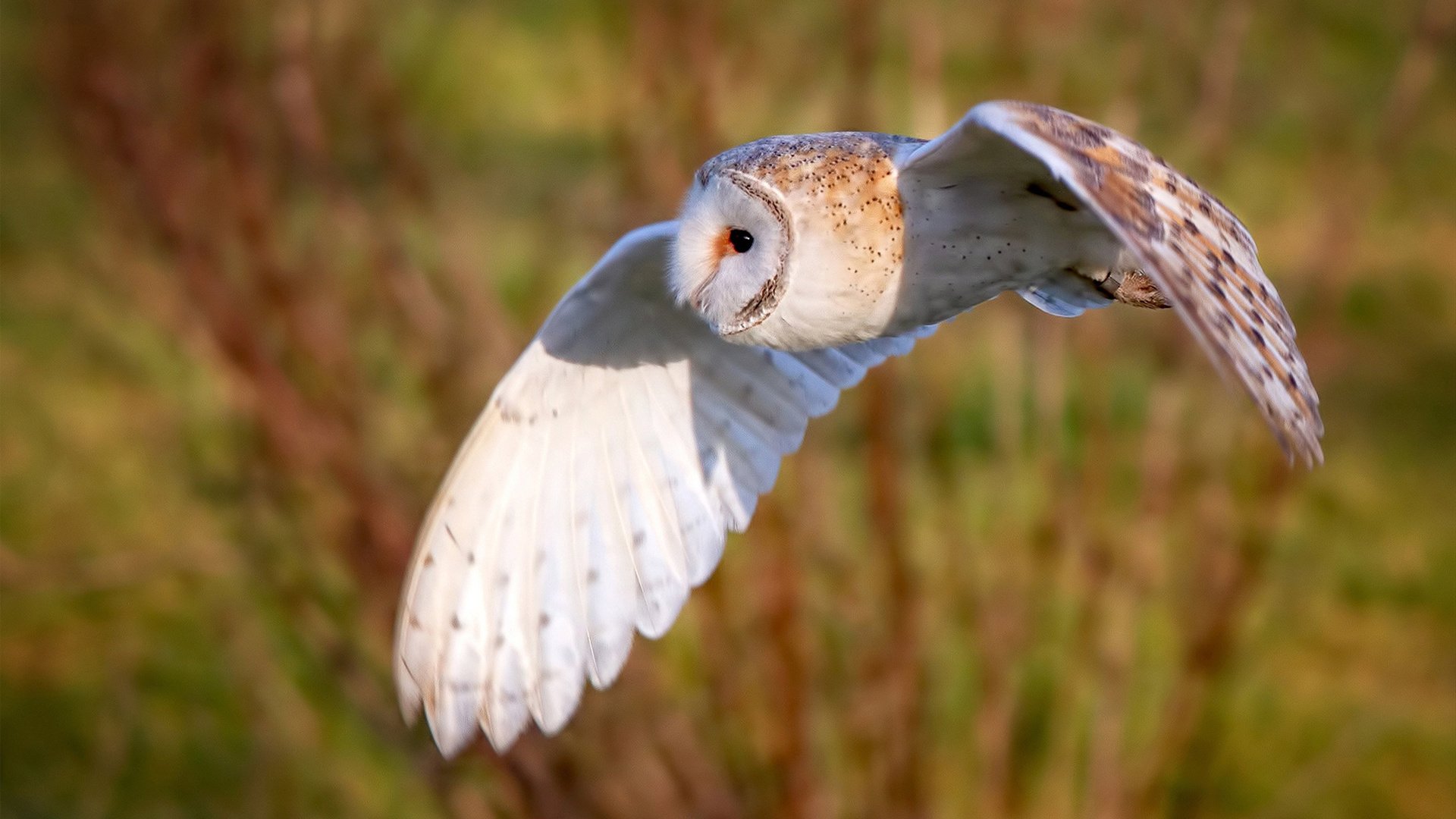 世俱杯直播-比强大更有力，当巴雷拉与哥伦比亚，在绝境中写下意志的史诗