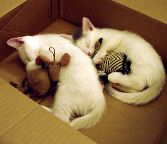 从福克斯到深圳队,两种收割背后的篮球哲学差异