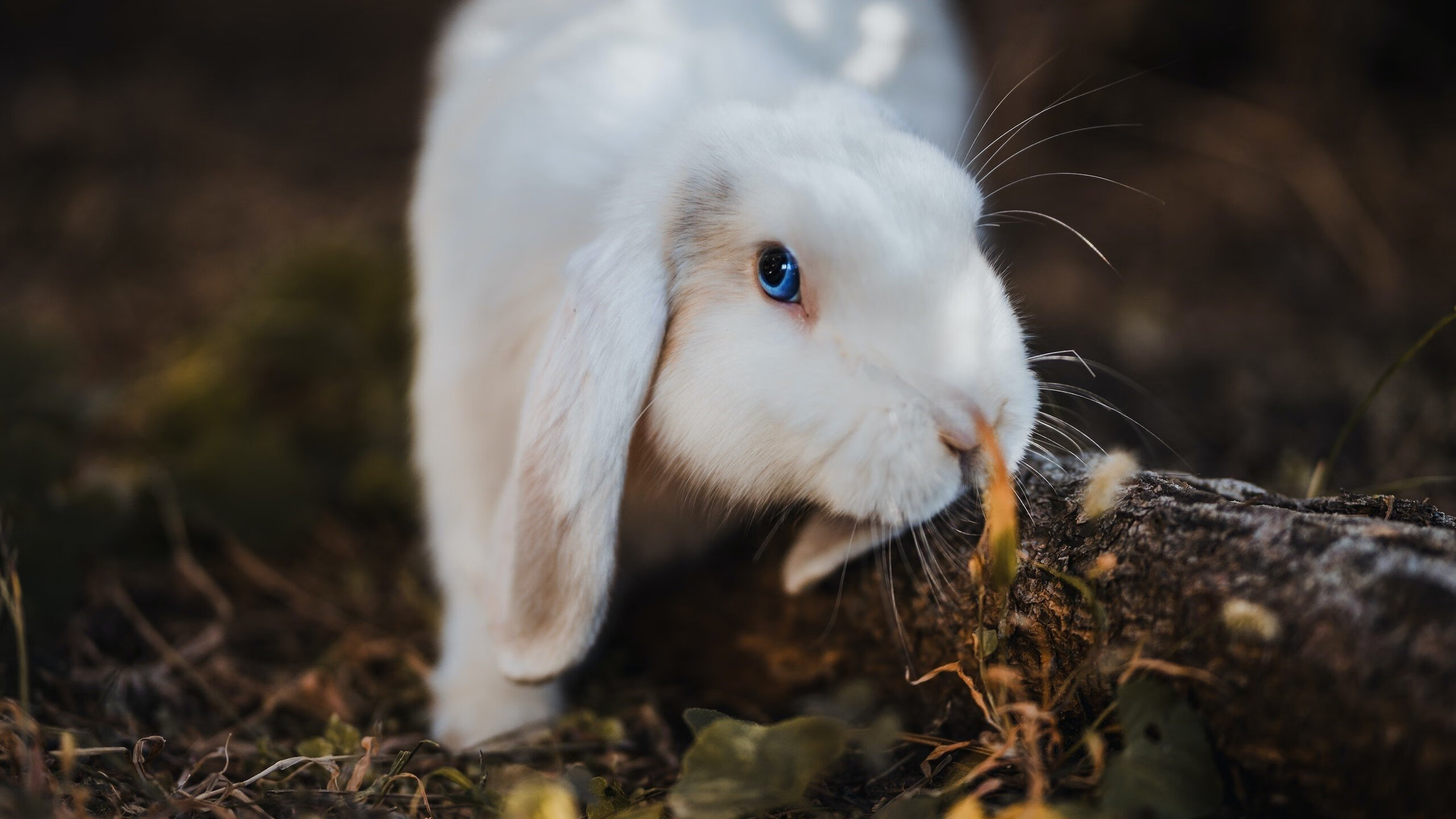 世俱杯2025-拉梅洛独舞雷霆主场，山西队难挡锋芒
