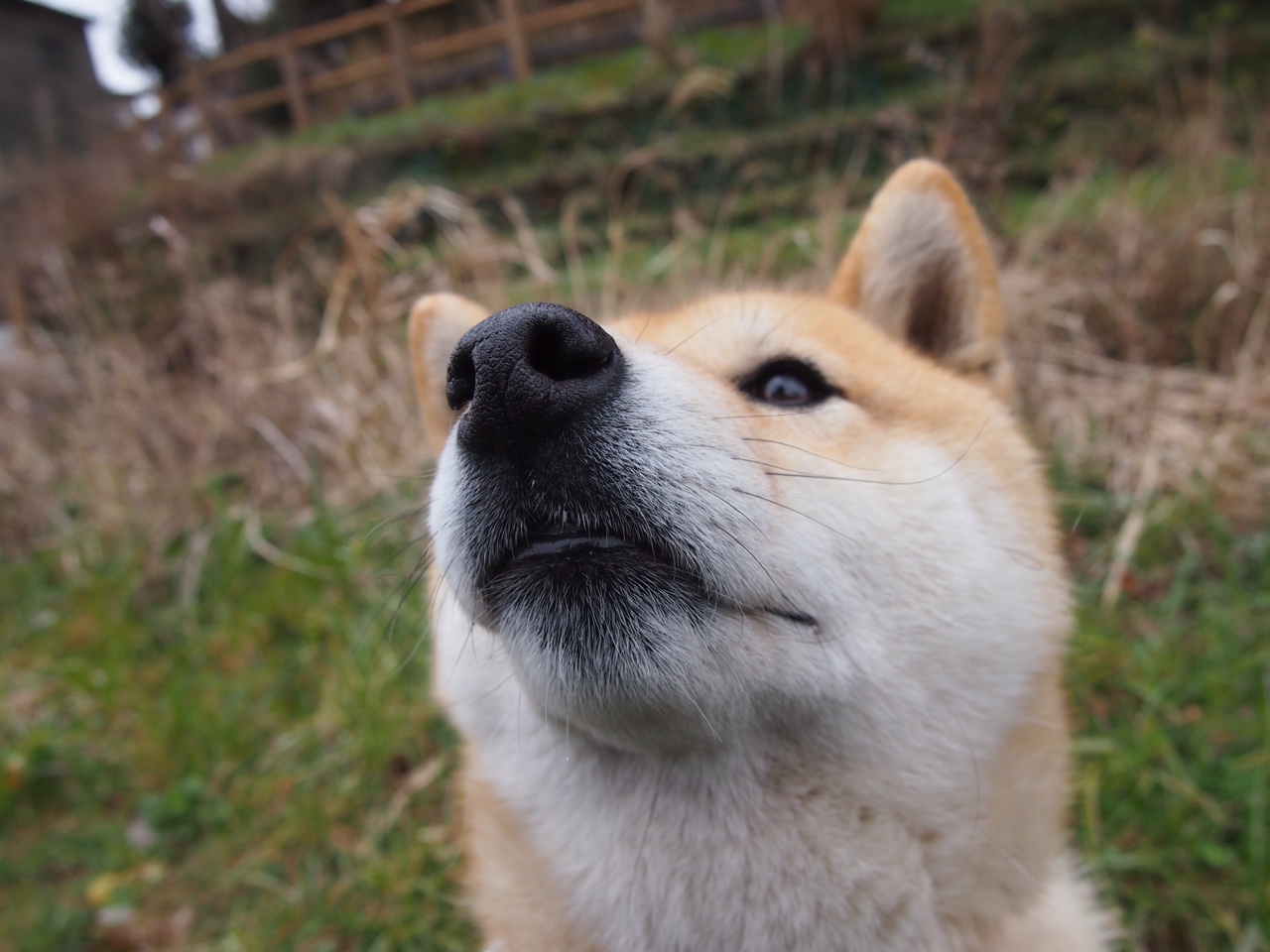 世俱杯时间-伊布如狮王撕裂天际线！那不勒斯碾压洪都拉斯，展现意式足球绝对统治