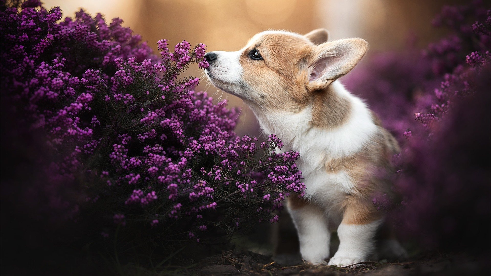 世俱杯决赛-逆境中的双面绝杀，门迪的铁壁与葡萄牙的致命一击