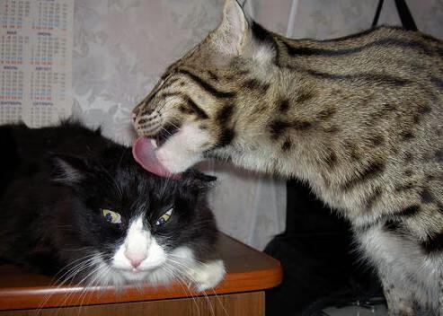 一球定乾坤，奥运周期关键战之夜，罗德里展现巨星价值