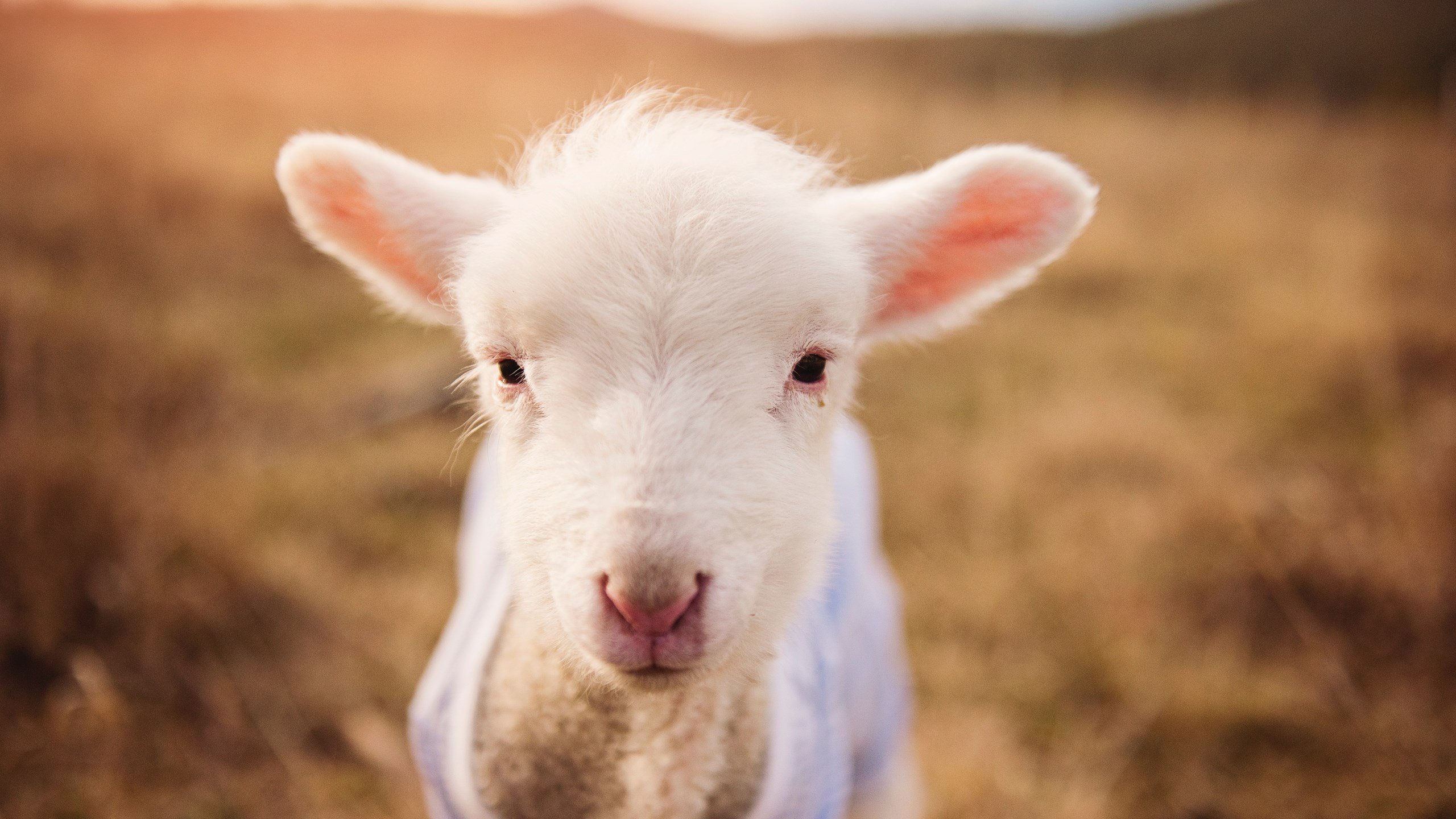 老鹰展翅制霸洛杉矶！戈贝尔内线称雄成关键先生