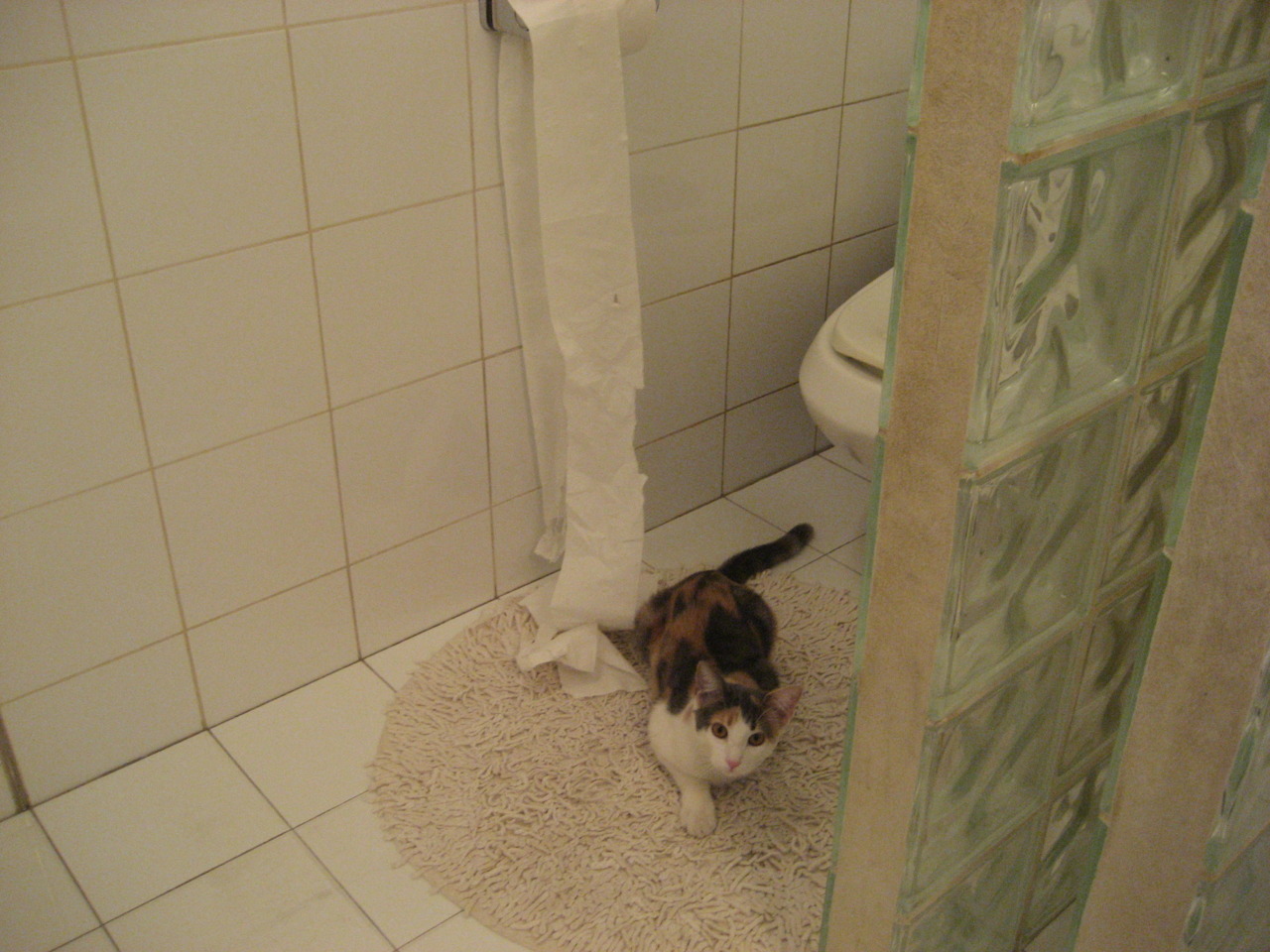 棋局对决，灰熊逆境破辽宁 保罗妙手定乾坤