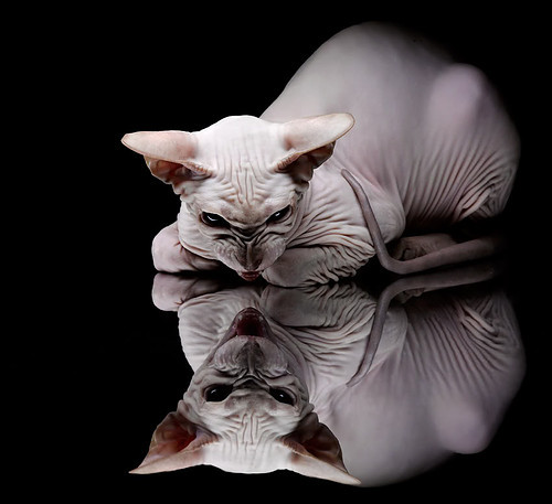 世俱杯-璀璨星光！拉文舞台越大越强，黄蜂加时鏖战力克湖人