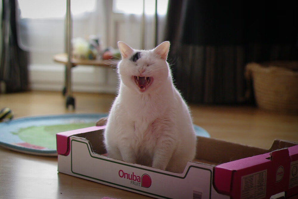 新星破晓！火箭绝境中杰伦·格林化身胜负手，撕碎独行侠防线