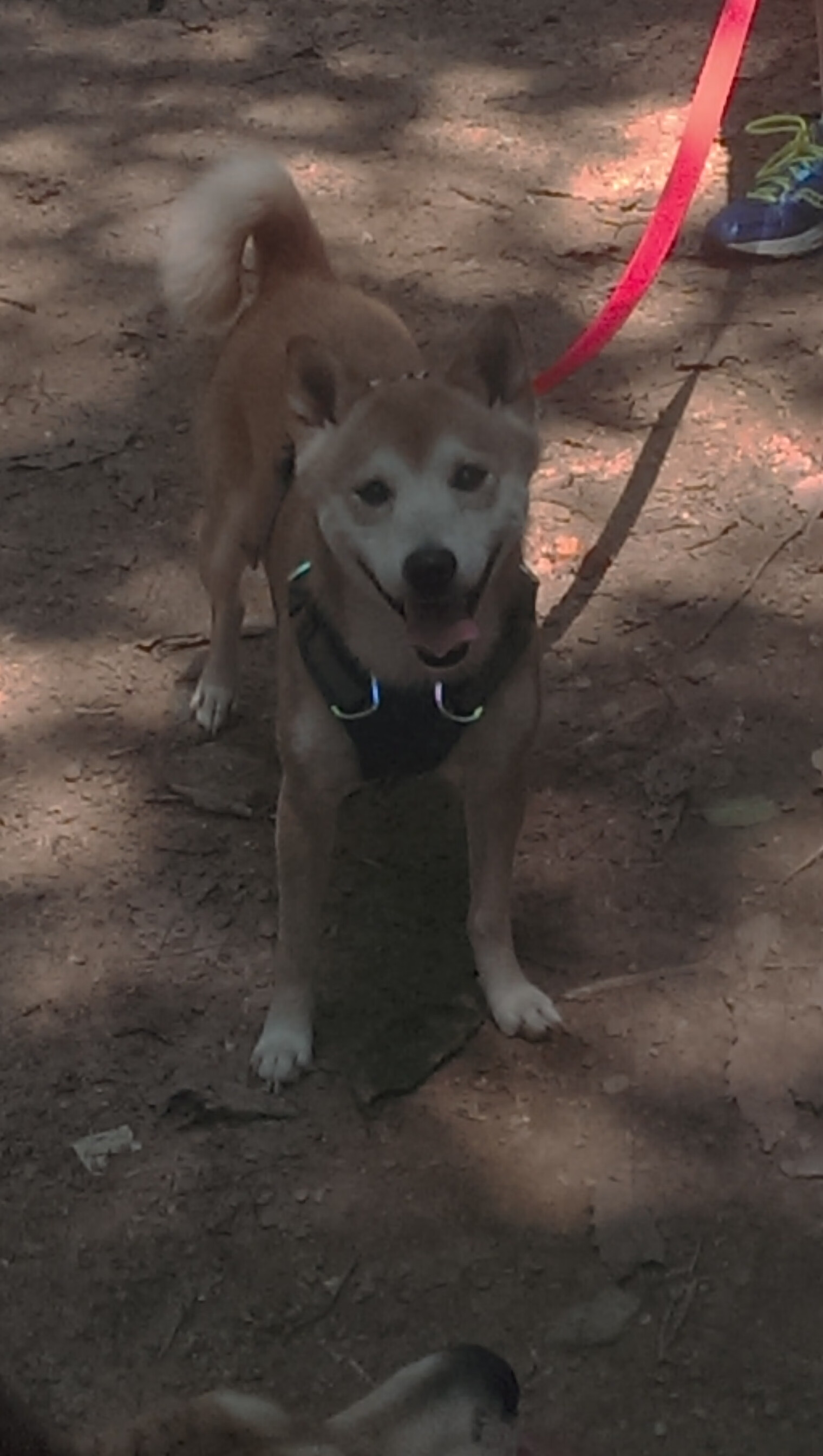 哈兰德爆发燃爆绿茵场,苏格兰生死战逆袭南非创奇迹