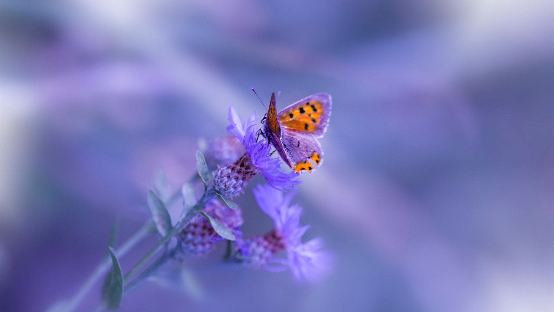 哈利伯顿统治时刻，年度焦点战见证步行者新王登基