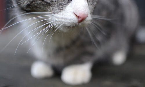 世俱杯直播-钢铁之幕，卡拉斯科如何用防守艺术让克罗地亚进攻哑火