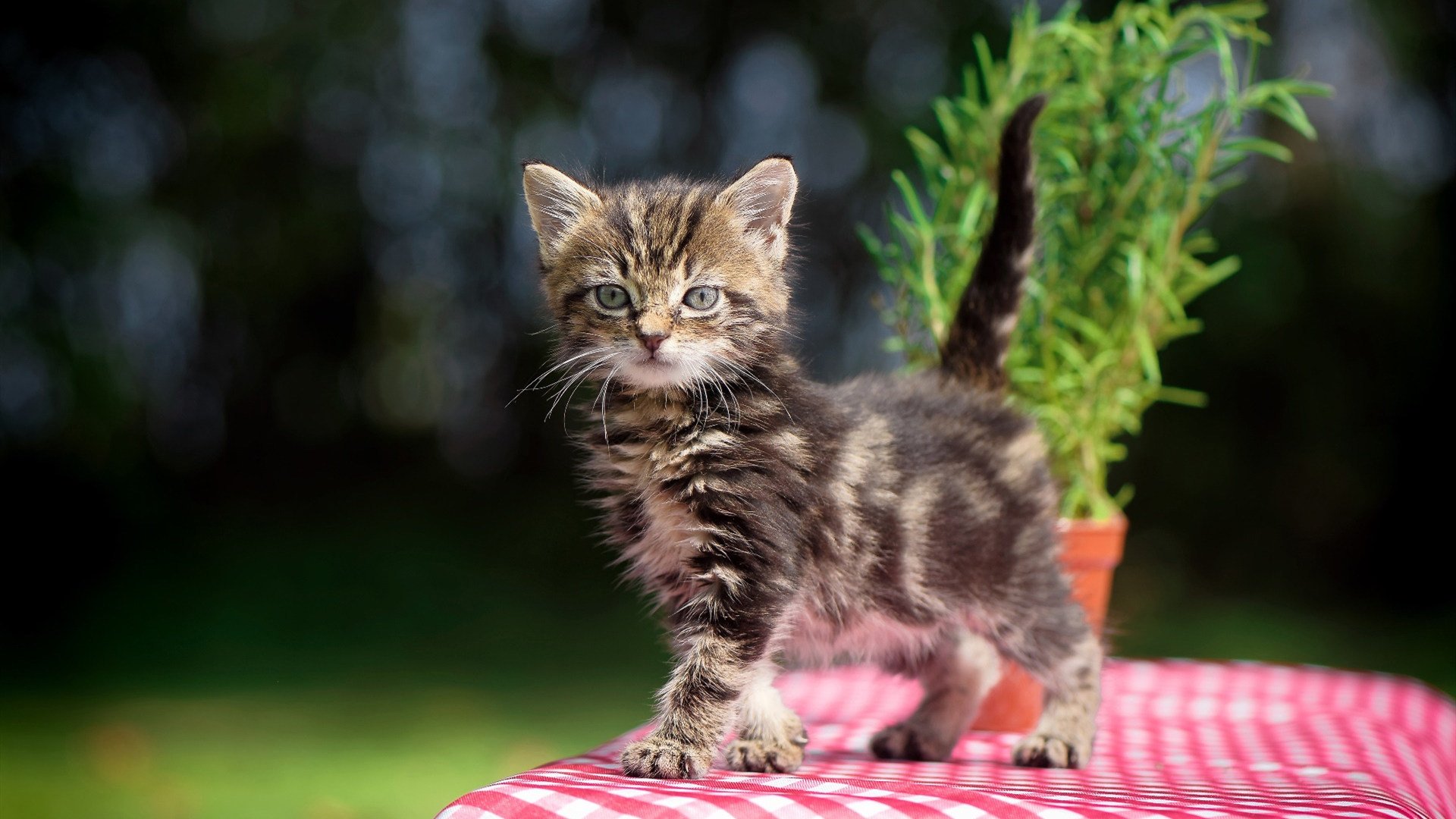世俱杯参赛资格-丹麦击溃哥斯达黎加，穆勒欧冠淘汰赛称王，足球的集体荣耀与个人辉煌
