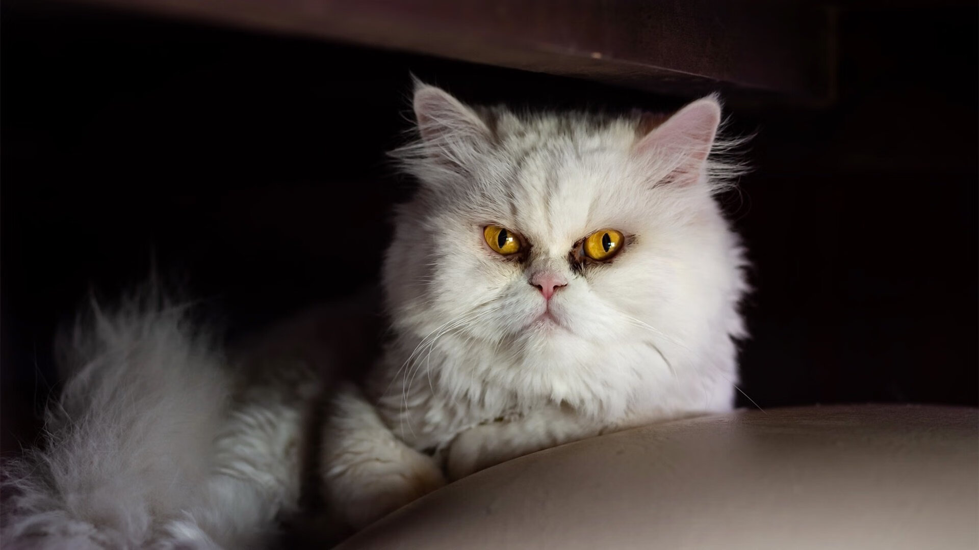 跨海逆袭！深圳队主场加时力克凯尔特人，创造篮球历史