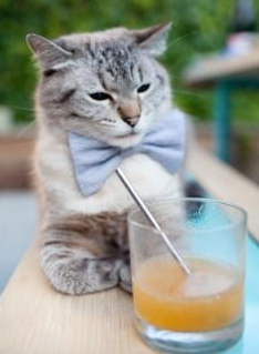 厄瓜多尔稳稳拿下突尼斯，拉亚用实力为自己正名