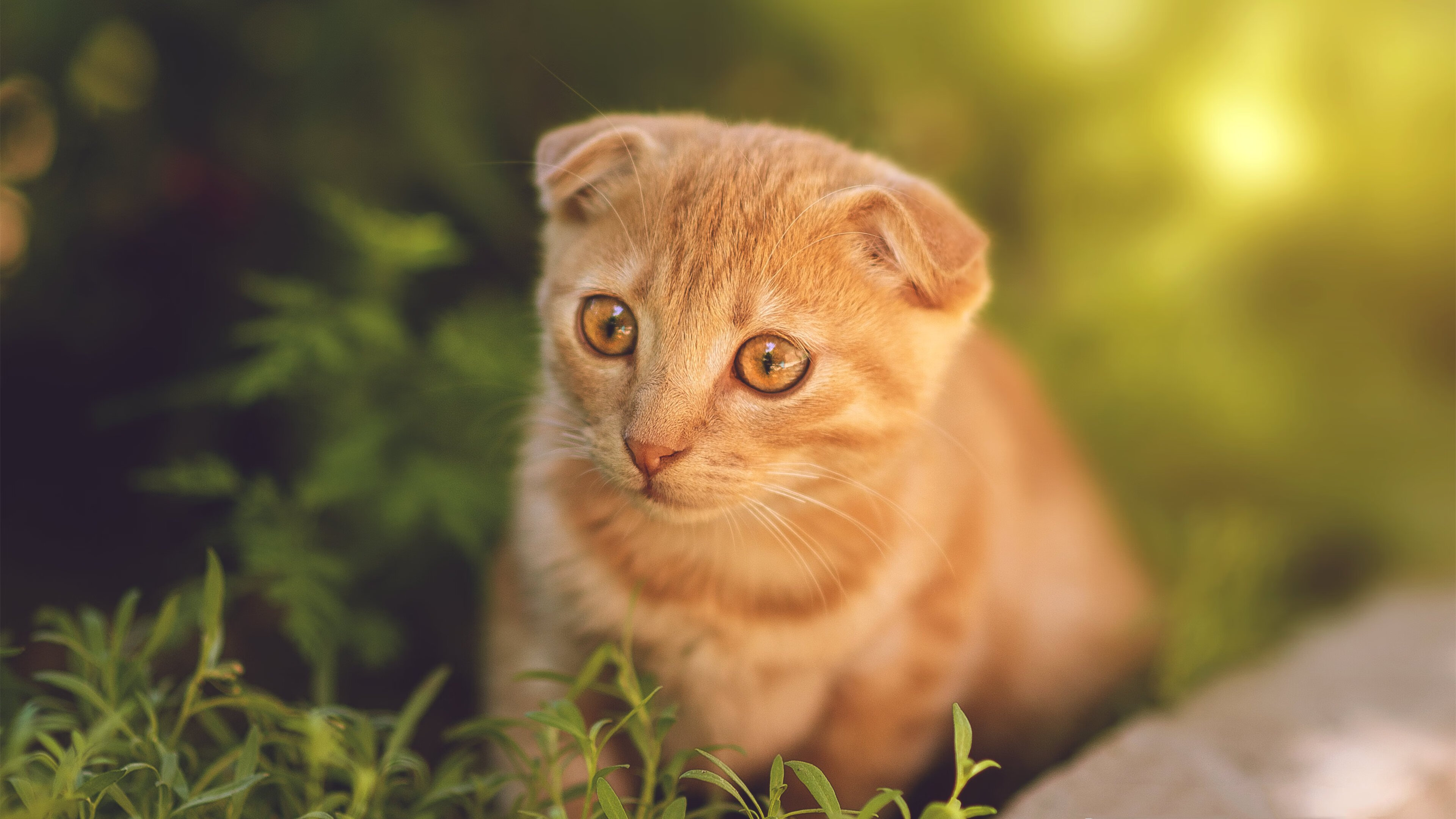 鹈鹕压哨绝杀湖人,马克西关键先生闪耀赛场