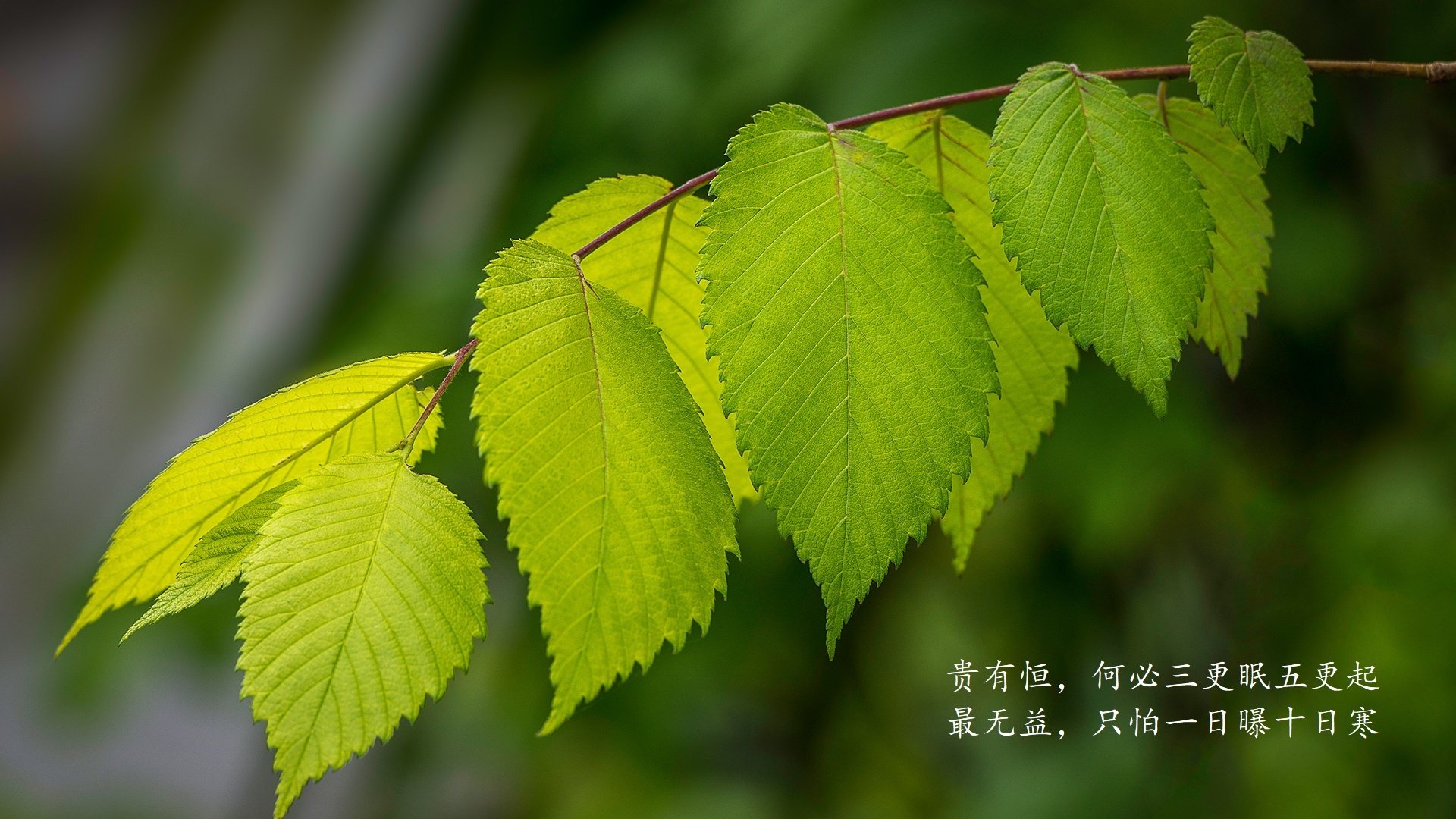 魔笛终章,新王登基,哈兰德一己之力改写2026世界杯A组战局